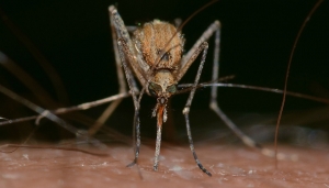 Quanto sono pericolose le zanzare in Piemonte?
