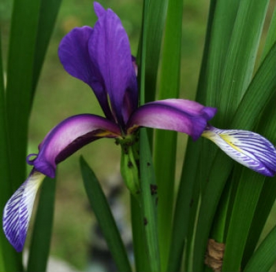 Iris graminea Foto D.Pacifico