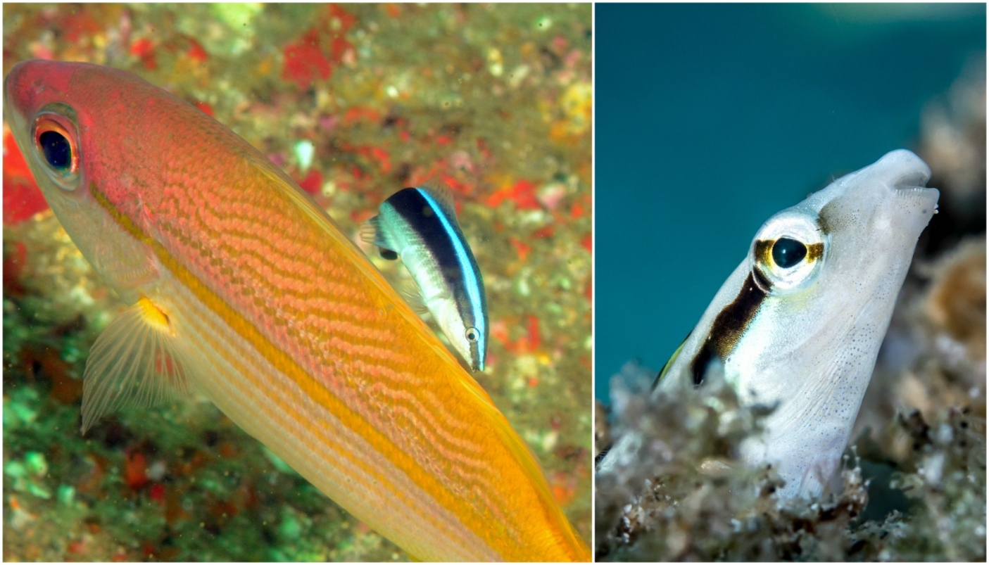 A sinistra, Labroides dimidiatus in fase di pulitura su Lutjanus lutjanus (Foto: Keith Wilson/Flckr). A destra, Aspidontus taeniatus, il falso pesce pulitore (Foto: Rickard Zerpe/Flickr) 