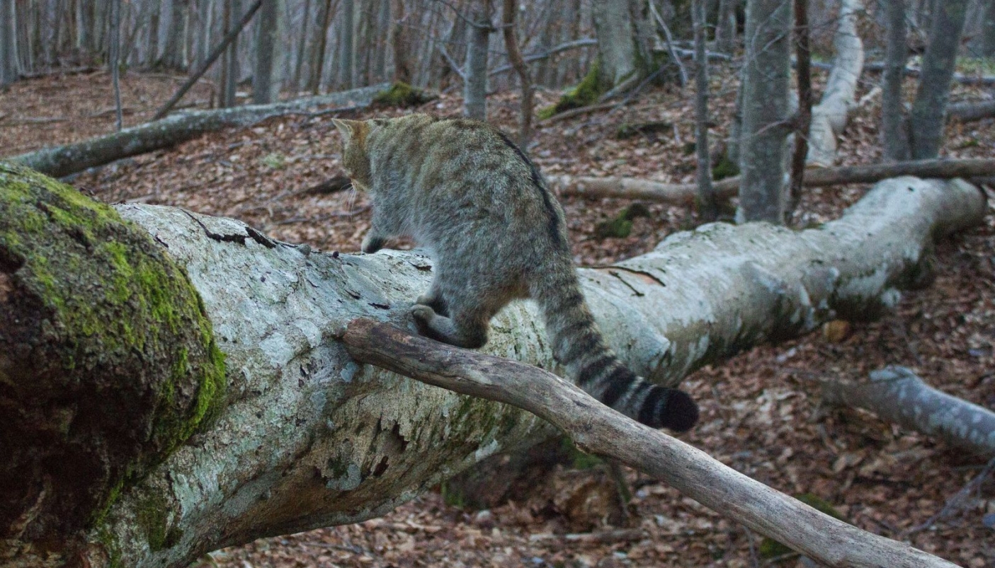 Foto tratta dal libro &quot;&quot;Il gatto dei boschi&quot; di P. Rossi e N. Rebora 