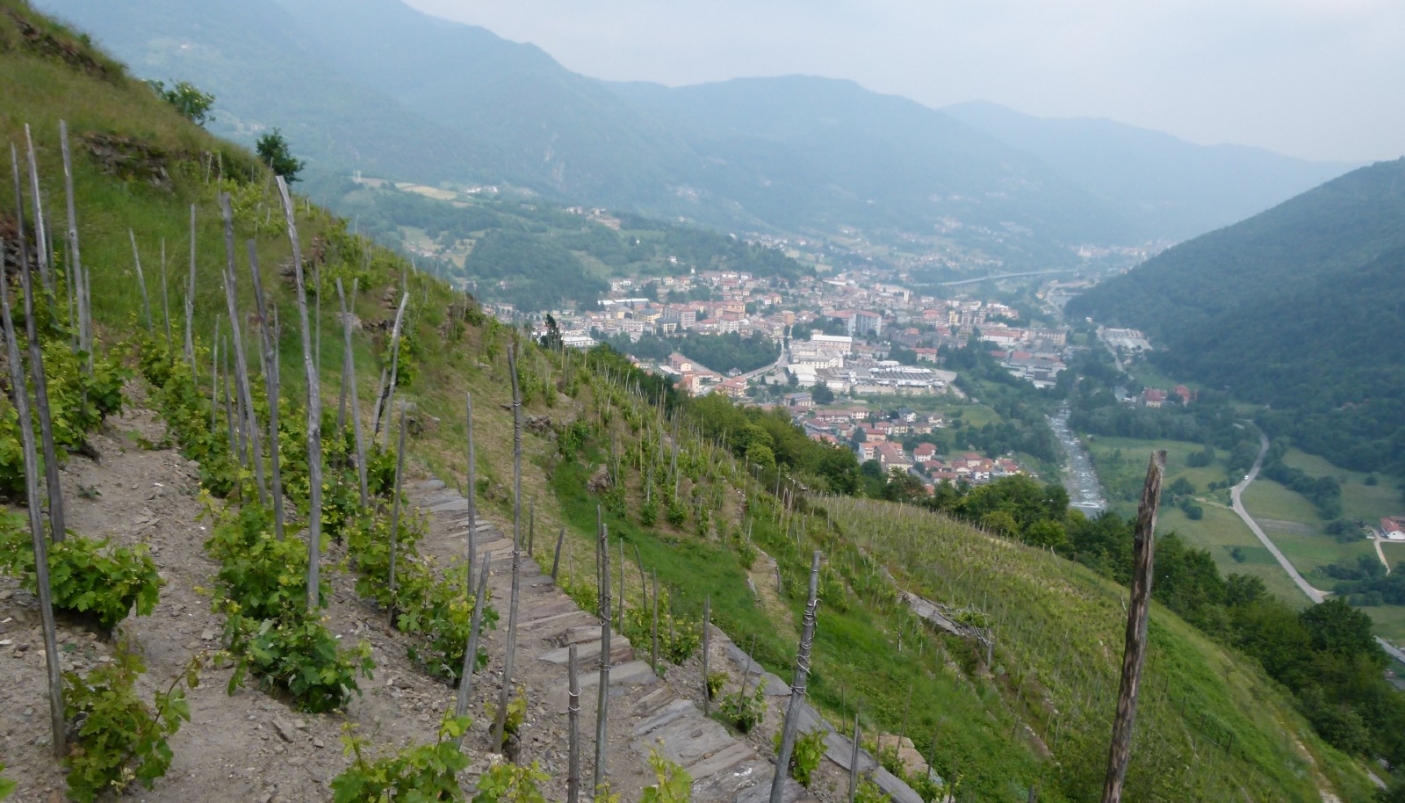  I famosi terrazzamento coltivati a vite da cui si produce il vino Ramìe, all’imbocco della Valle Germanasca  -  Foto M. Dematteis