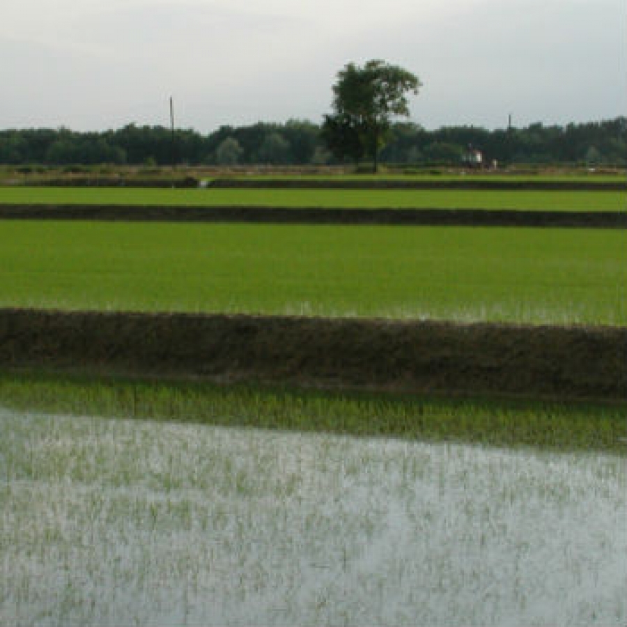 Stop a quattro prodotti fitosanitari nelle risaie piemontesi