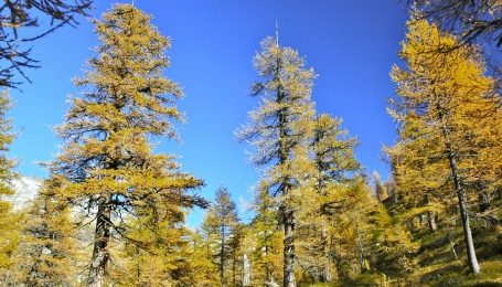 Pian du Scricc, Parco naturale dell’Alpe Veglia-Devero (VB). Lariceto con alcuni individui di età superiore ai 700 anni. 