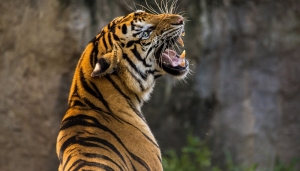 La tigre è una specie simbolo del bracconaggio