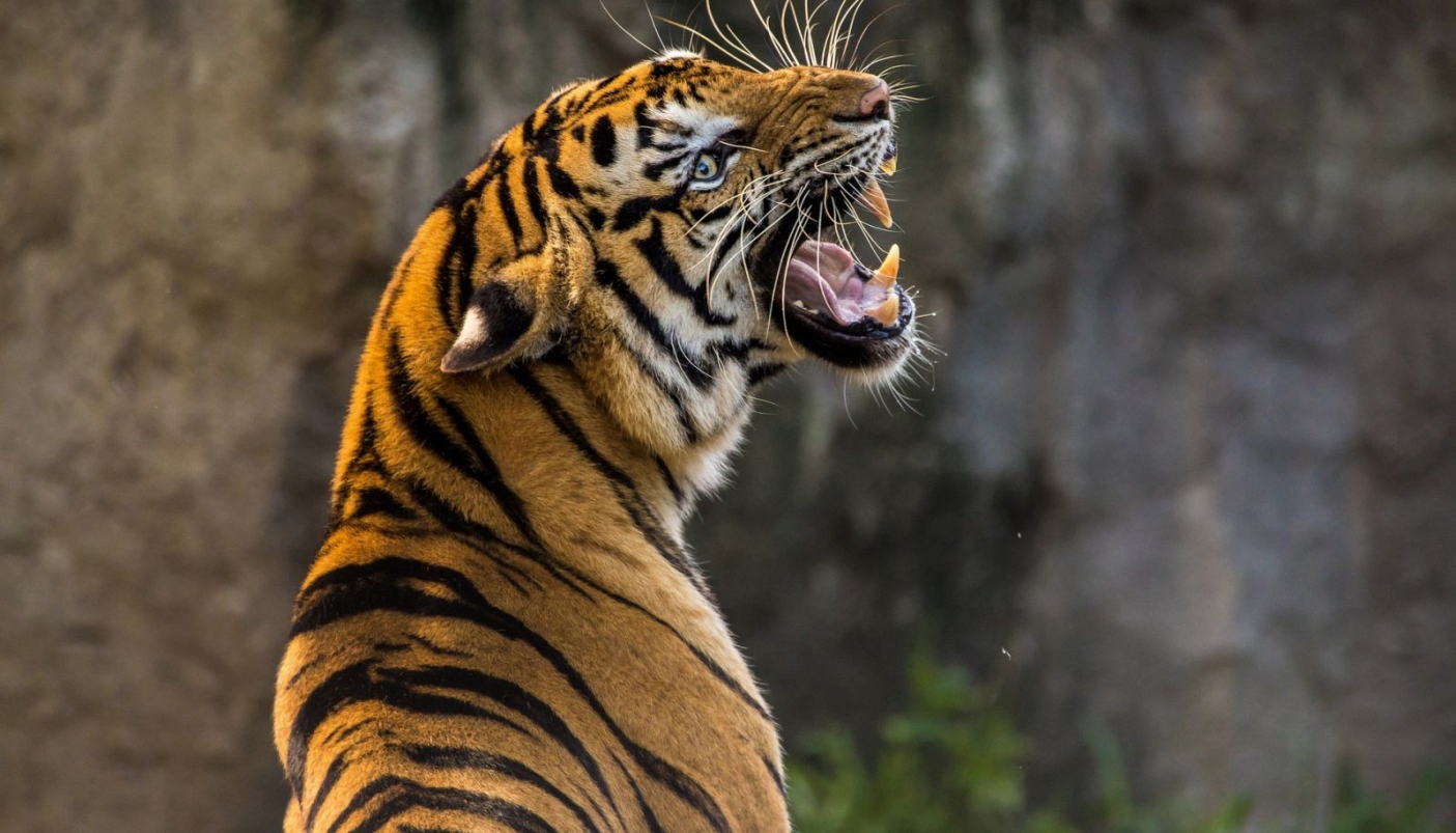 La tigre è una specie simbolo del bracconaggio | Foto Pixabay