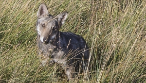 Cucciolo di lupo 