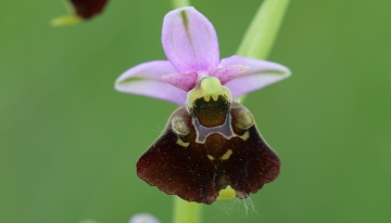 Ophrys, la tredicesima stella