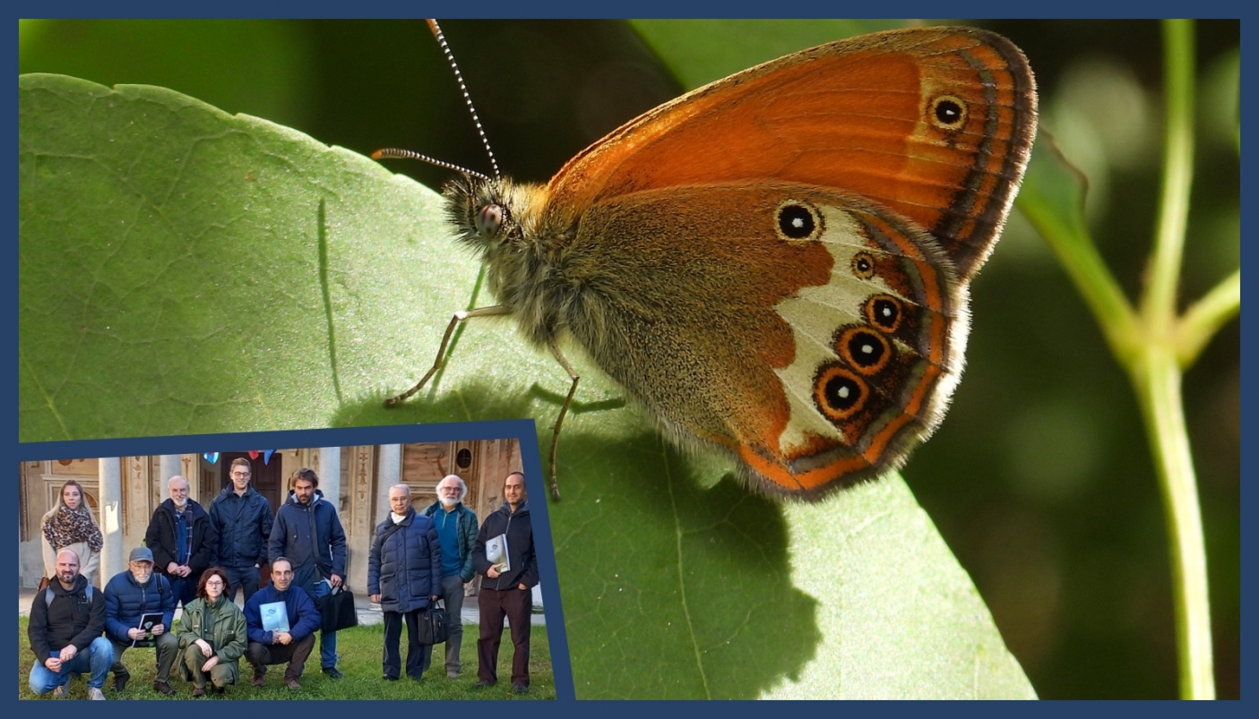 Coenonympha arcania (Foto A. Gennaro) e gruppo di lavoro dell&#039;Atlante delle Farfalle del Ticino piemontese  