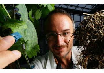 Neurobiologia vegetale, la rivoluzione delle piante