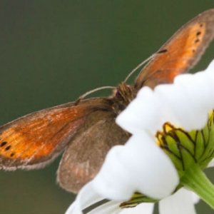 Erebia christi, la farfalla più rara d&#039;Europa