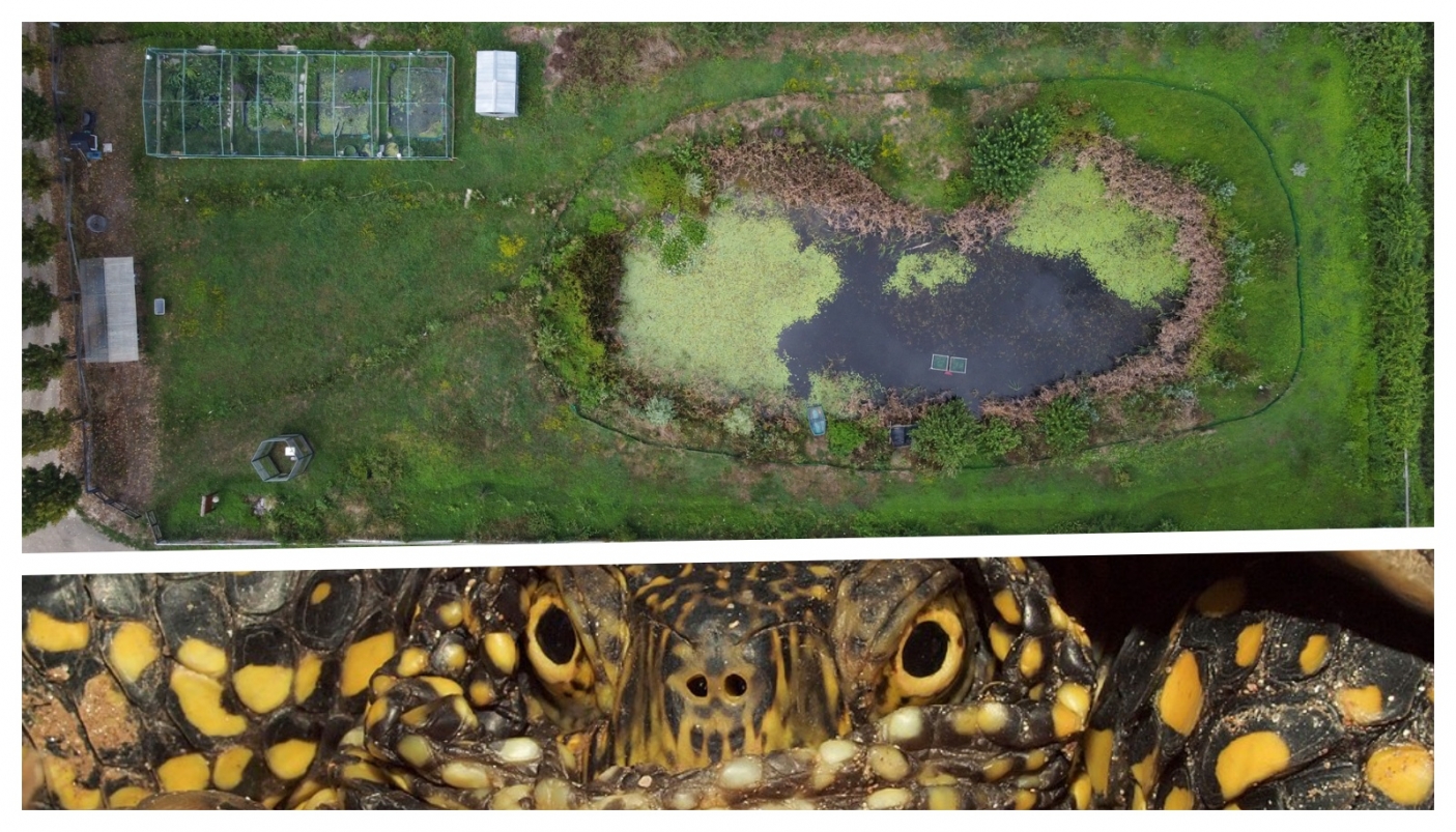 Tartaruga palustre e Centro Emys visto da un drone | Foto di Riccardo Cavalcante e Silvia Fiore