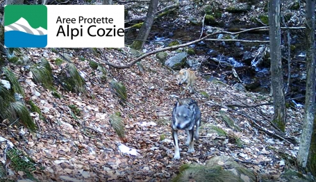La coppia di lupi avvistata: in secondo piano il presunto ibrido  - Foto Ente di gestione delle Aree protette delle Alpi Cozie