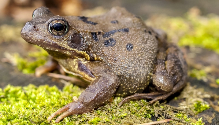 L'affascinate storia della rana temporaria