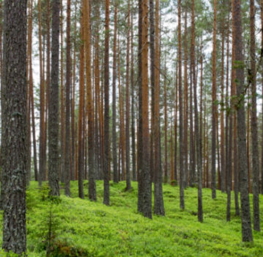 Il Piano Forestale Regionale e la biodiversità