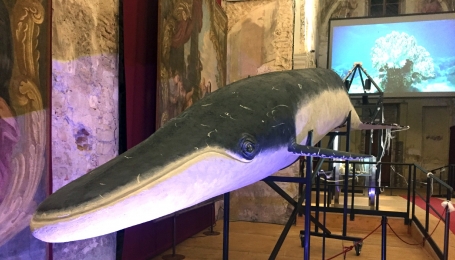 Un'immagine dell'esposizione Balene preistoriche - Foto P. Damarco