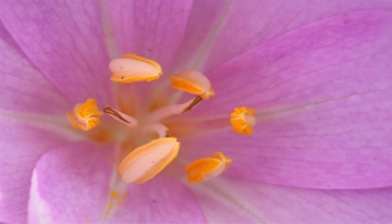 Colchicum autumnale a Bosco Nero 