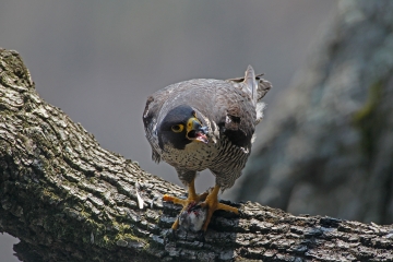 Falco pellegrino che consuma una preda 