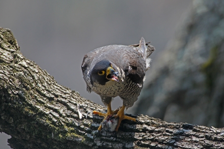 Falco pellegrino che consuma una preda