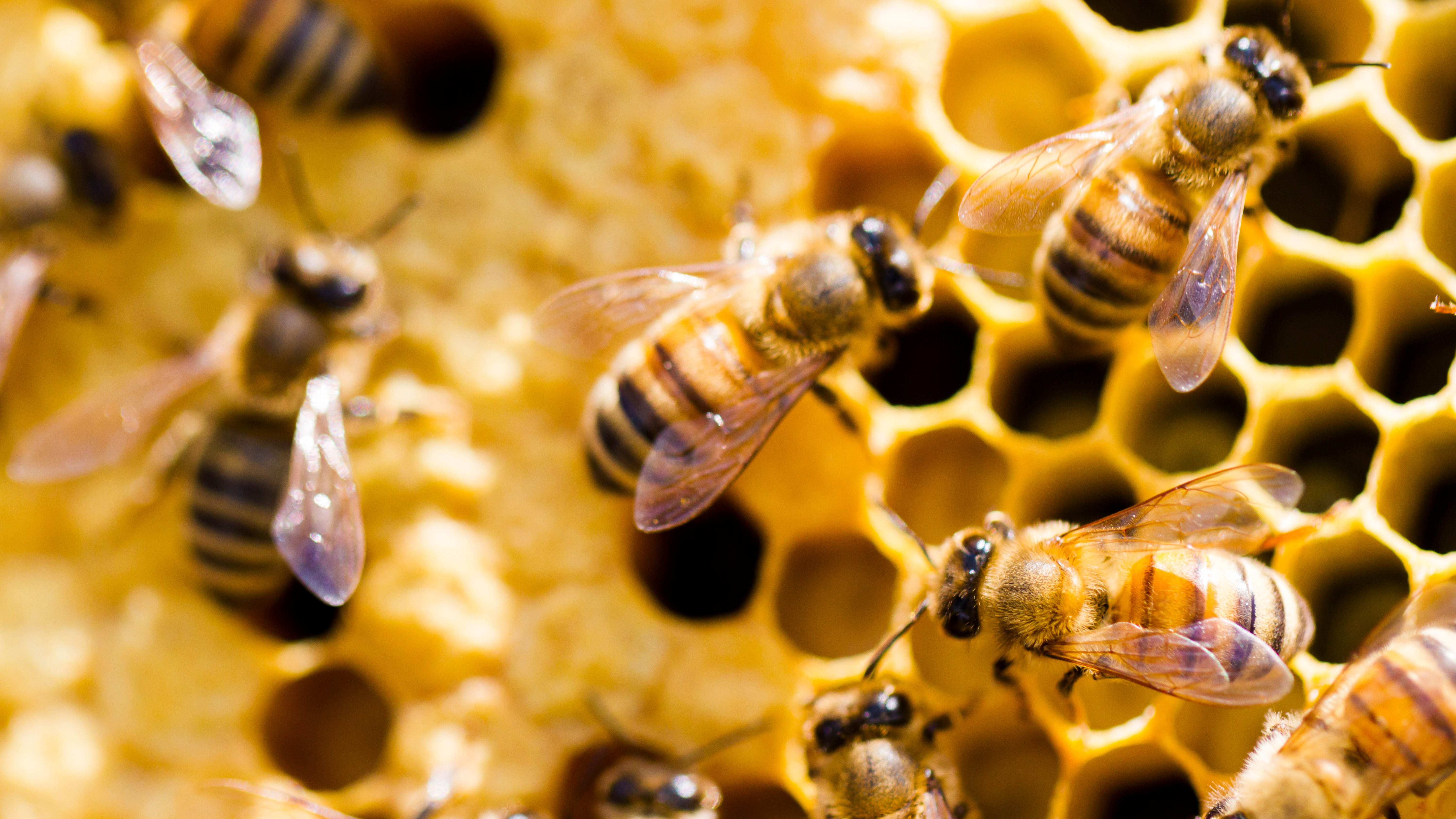 Miele e impollinazione