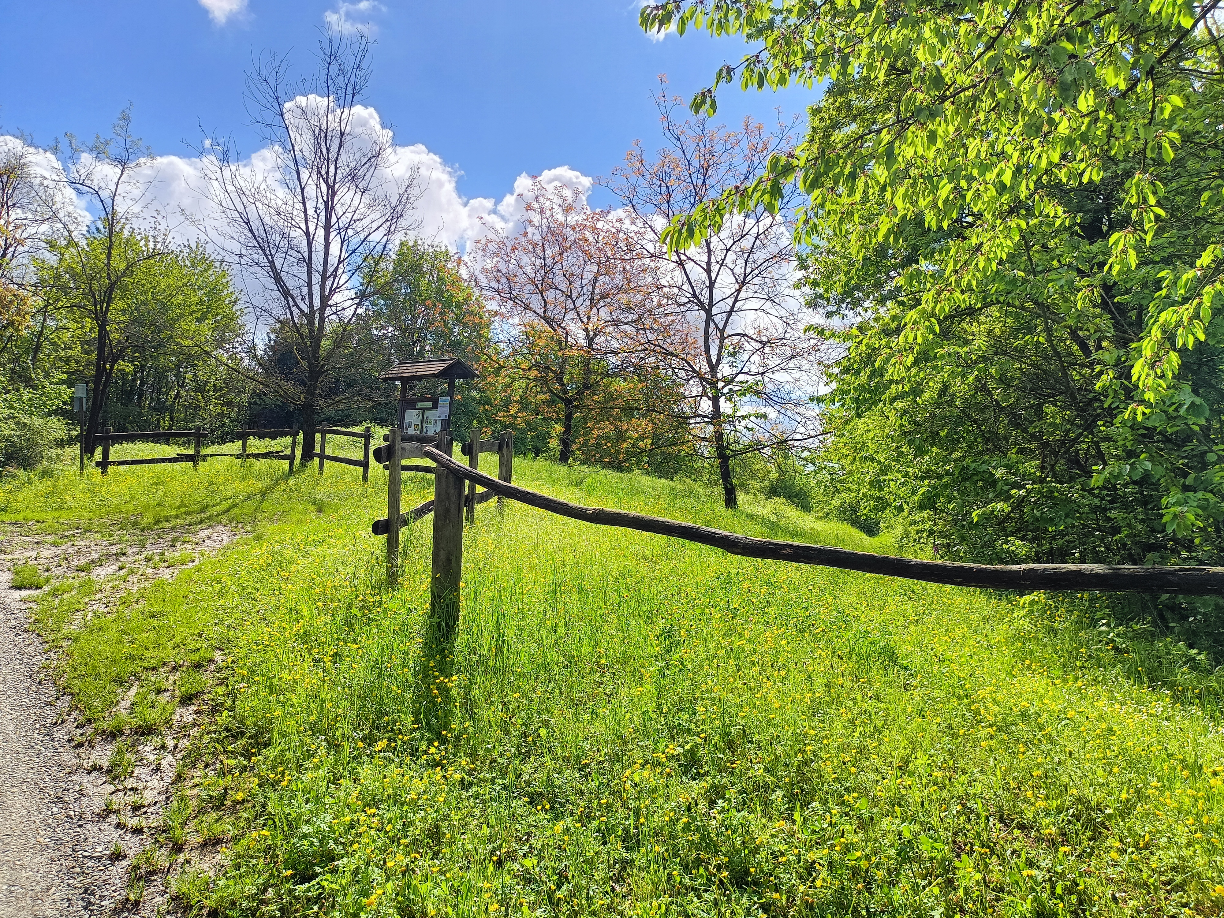 Alla scoperta delle orchidee selvatiche