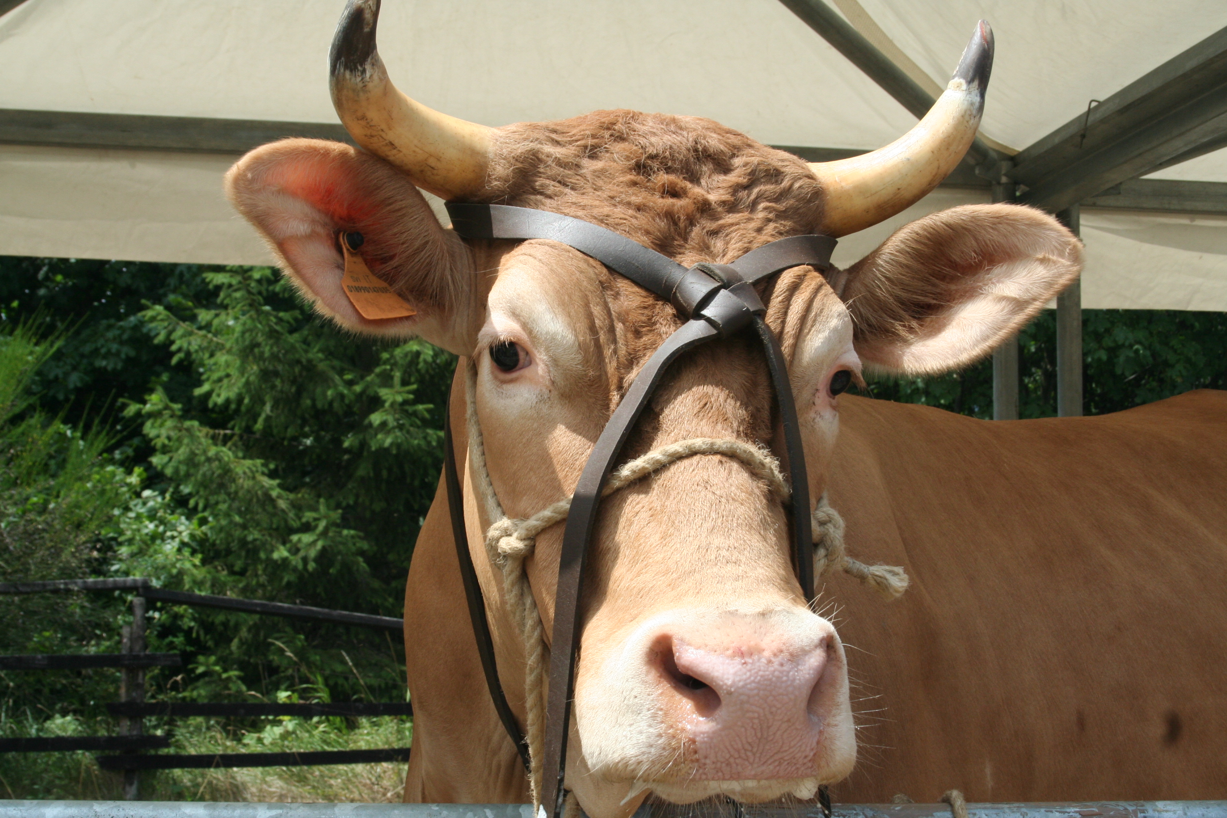 Fiera del bestiame delle antiche razze locali
