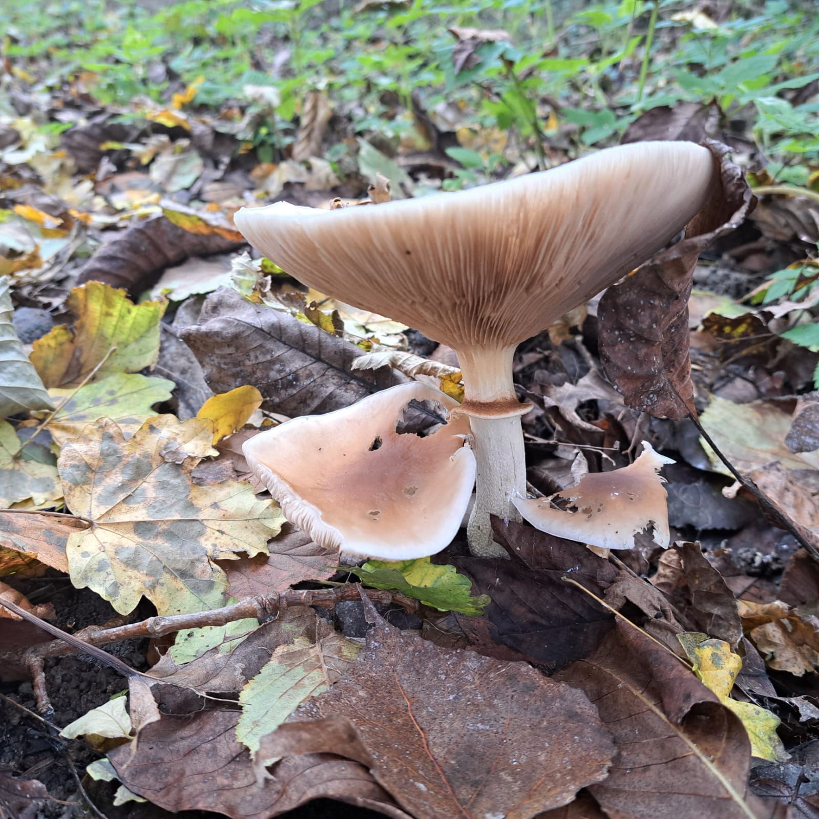 Alla scoperta dei funghi