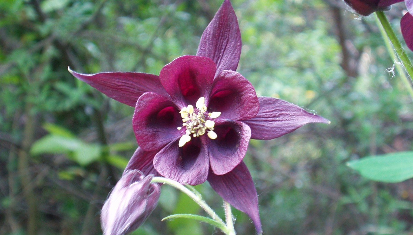 "Quattro Passi" a San Bernardino di Trana, Giardino Botanico Rea