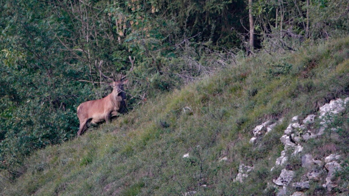 Il richiamo del bosco: la notte del bramito.