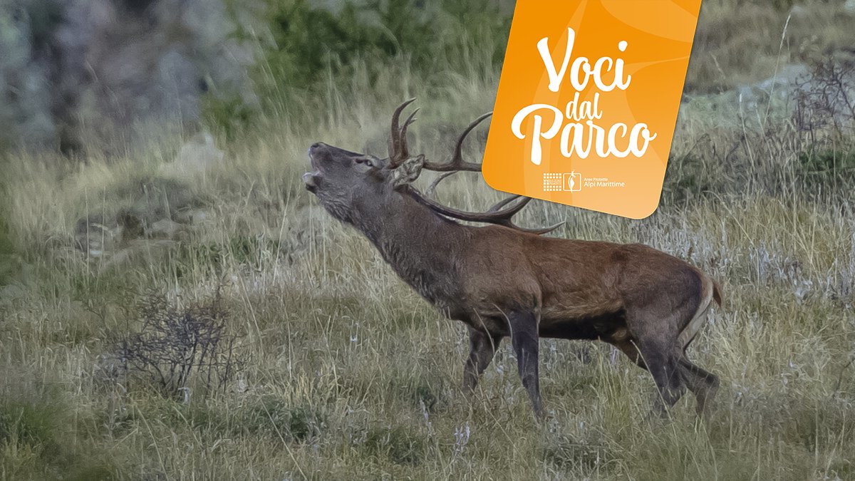 "Ma che musica maestro". Serata  su le "Voci dal Parco".