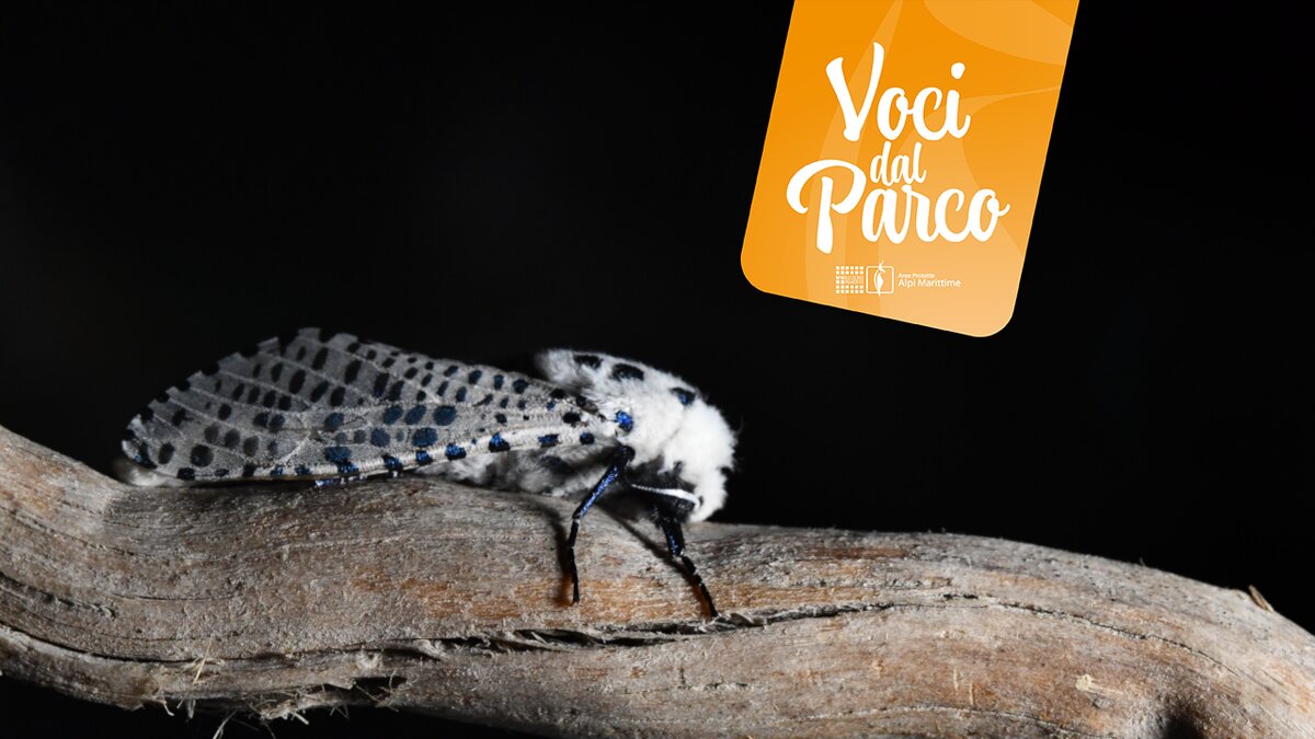 Serata " Chi ha acceso la luce"? alla scoperta della biodiversità dopo il tramonto