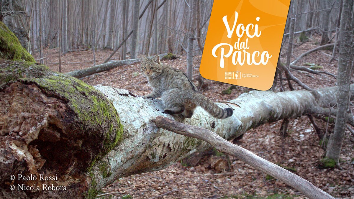 Serata sulle prime immagini di gatti selvatici in Piemonte