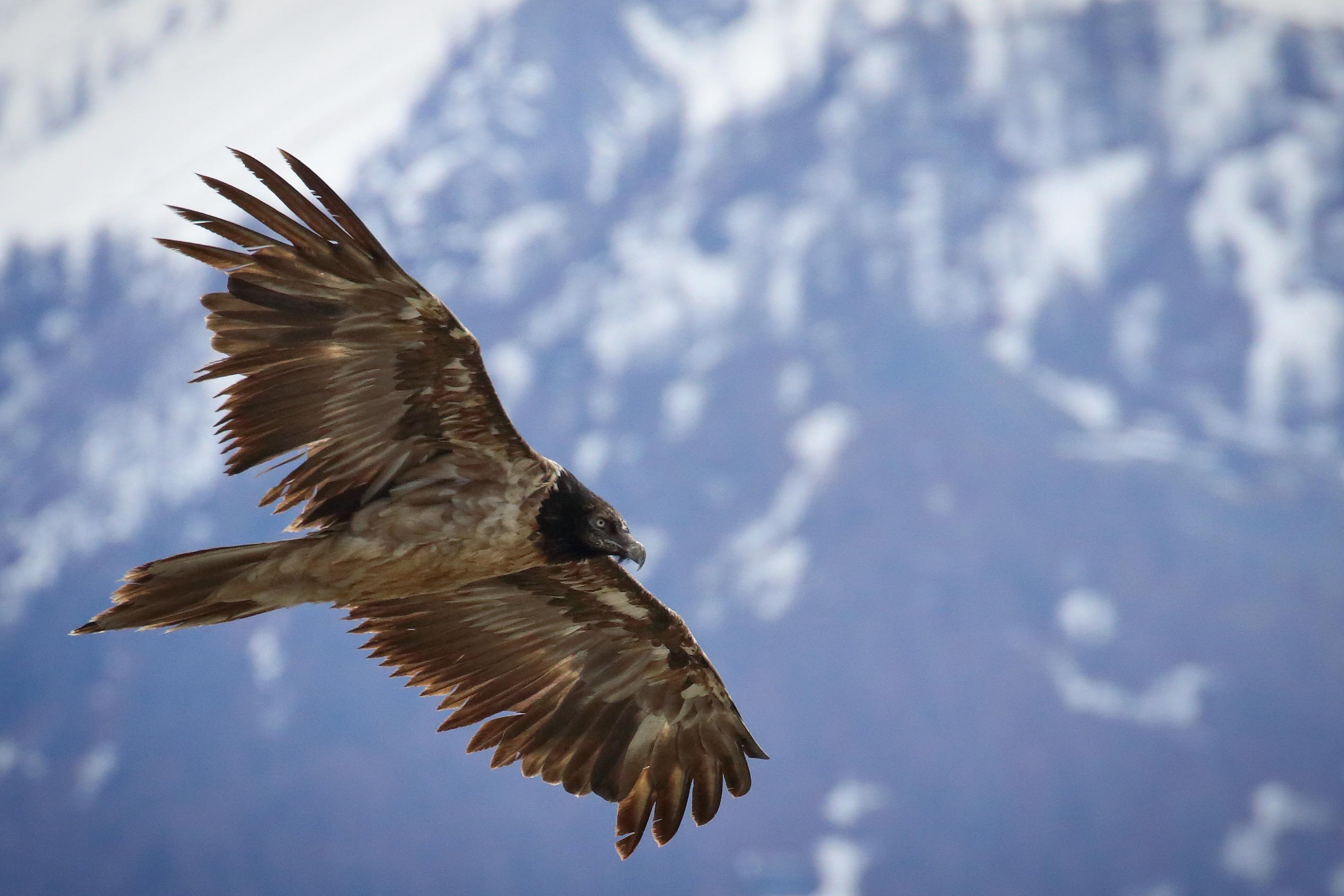 Dove vola l'avvoltoio? Giornata di divulgazione e sensibilizzazione