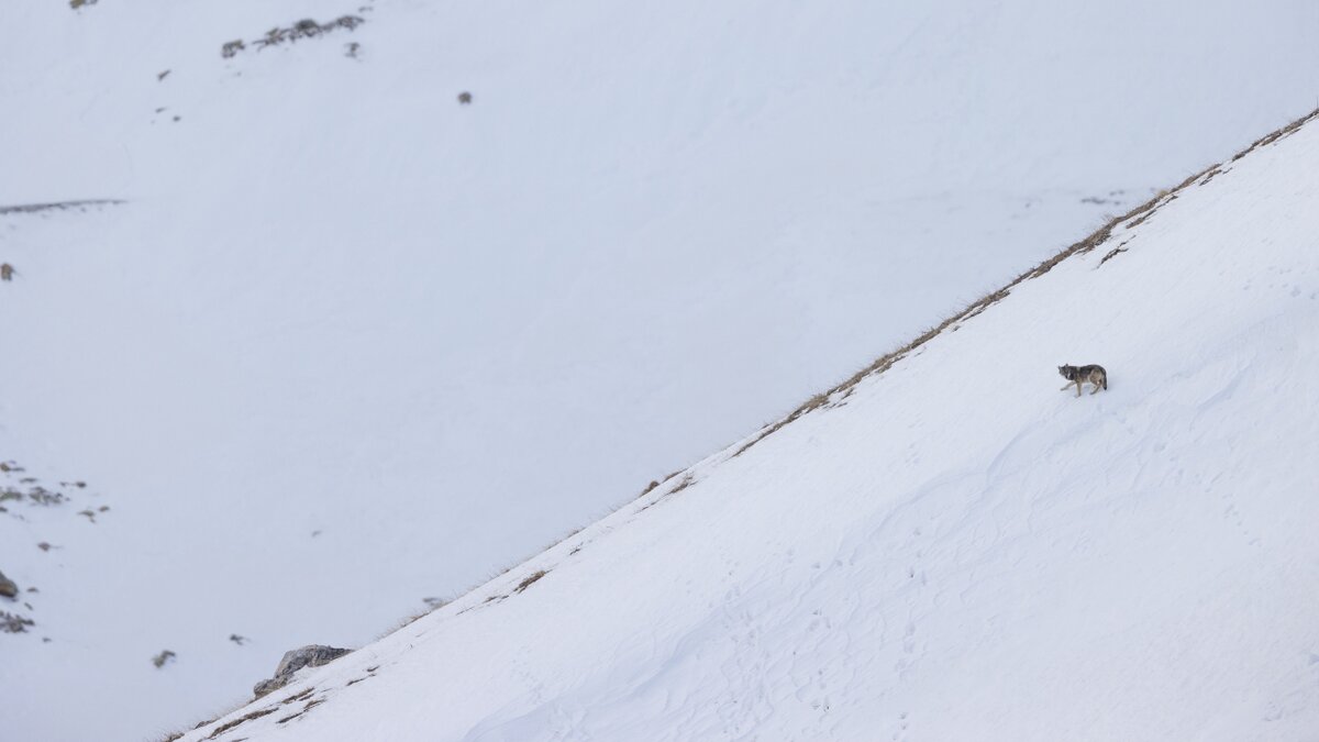 Mostra: fauna e conservazione nelle Alpi Marittime