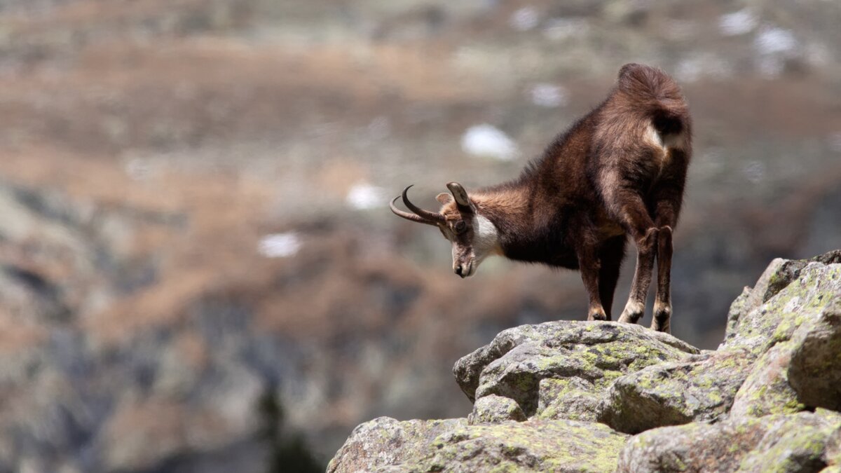 Corso di fauna alpina