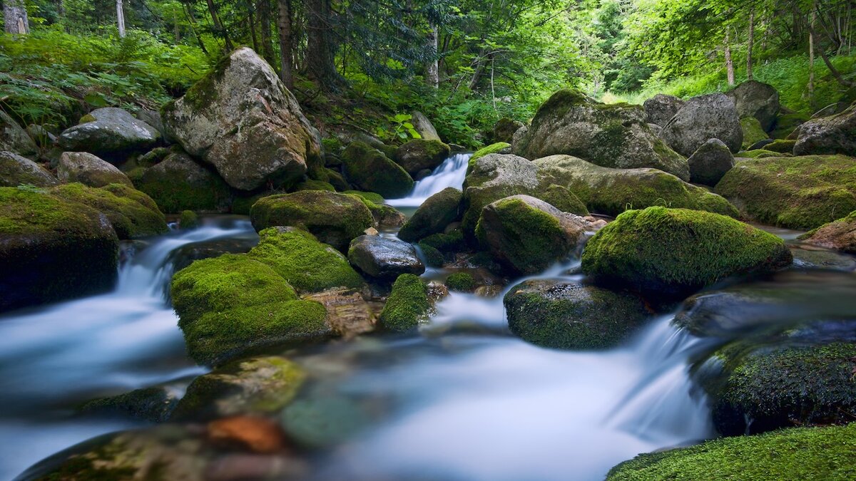 Rassegna gastronomica: La trota e le erbe di montagna