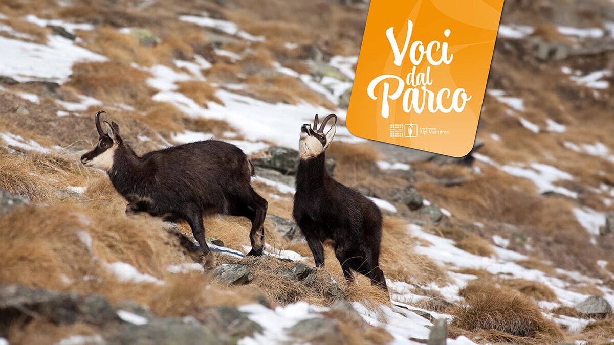 Voci dal Parco: O famo strano: seduzione e piacere sessuale nel mondo animale
