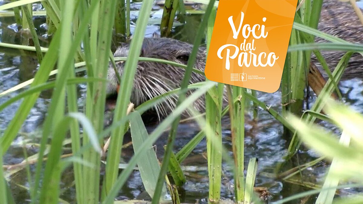 Voci dal Parco: Gli alieni sono tra noi