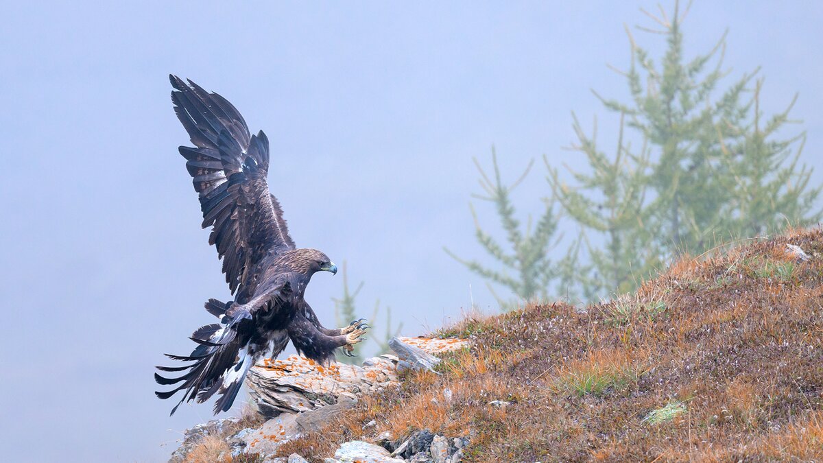Mostra fotografica WILDLIFE: fauna e conservazione nelle Alpi Marittime