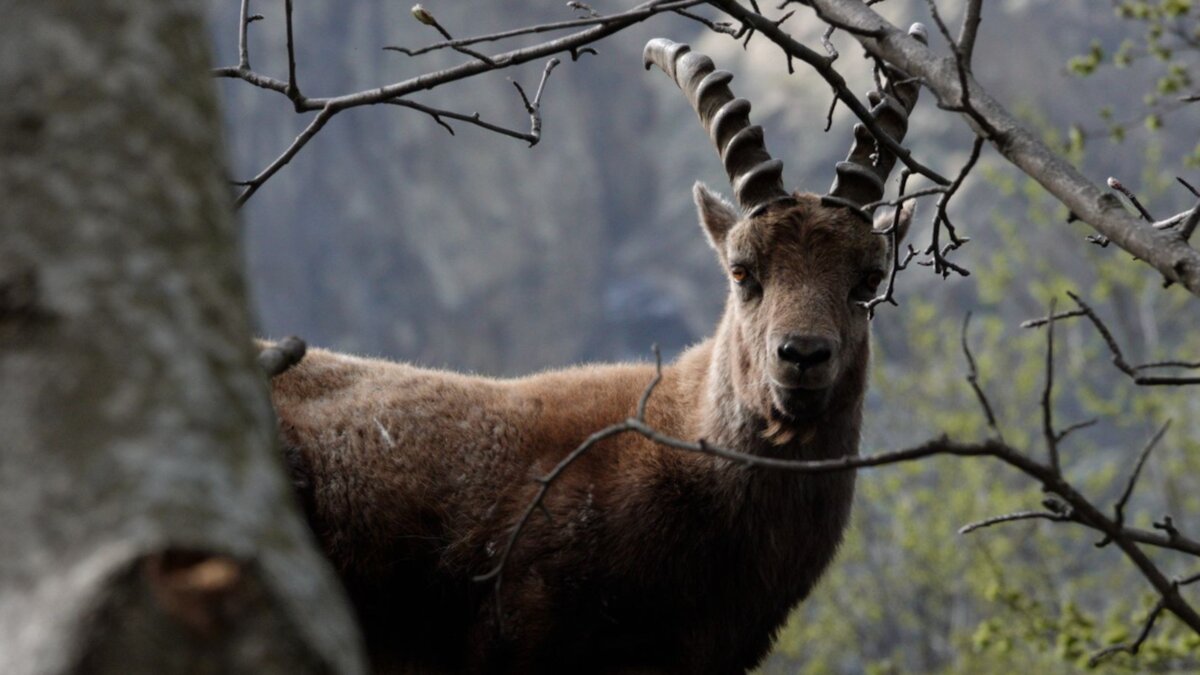 Che animale sei?