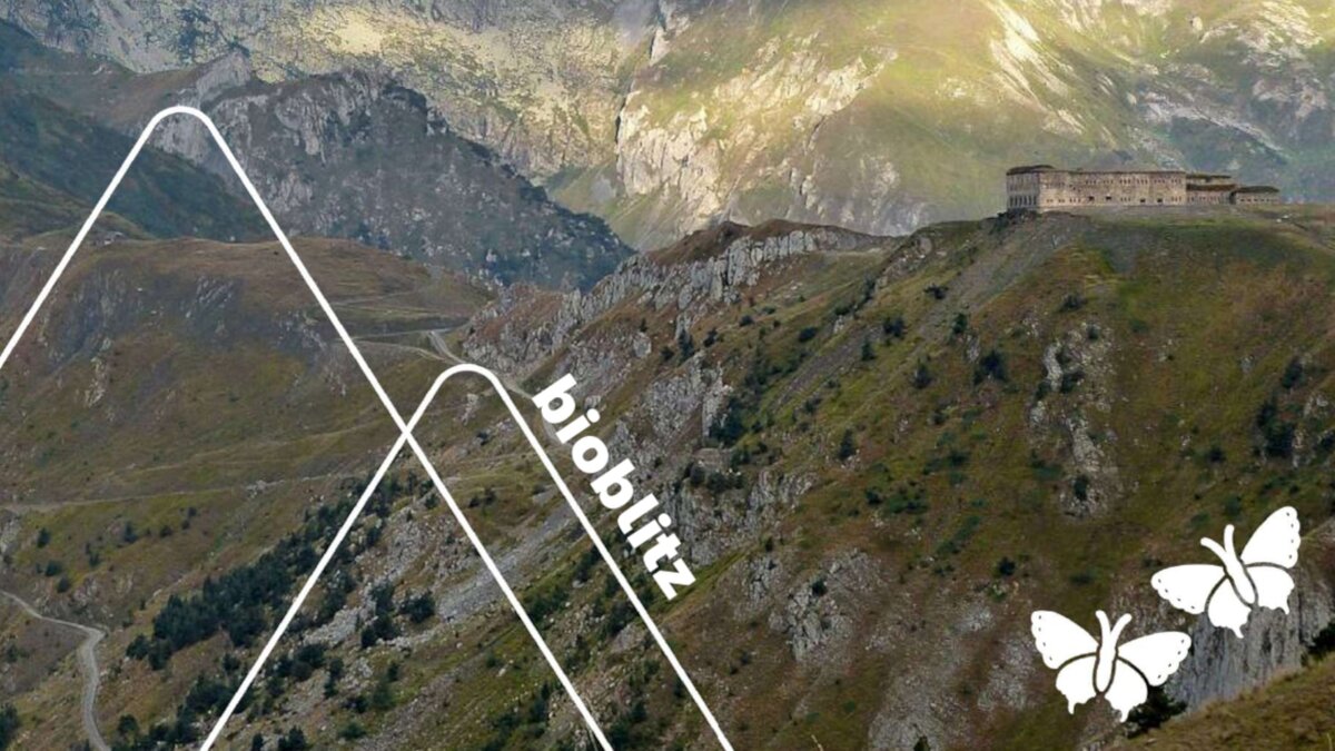 Bioblitz transfrontaliero: Inventario della biodiversità