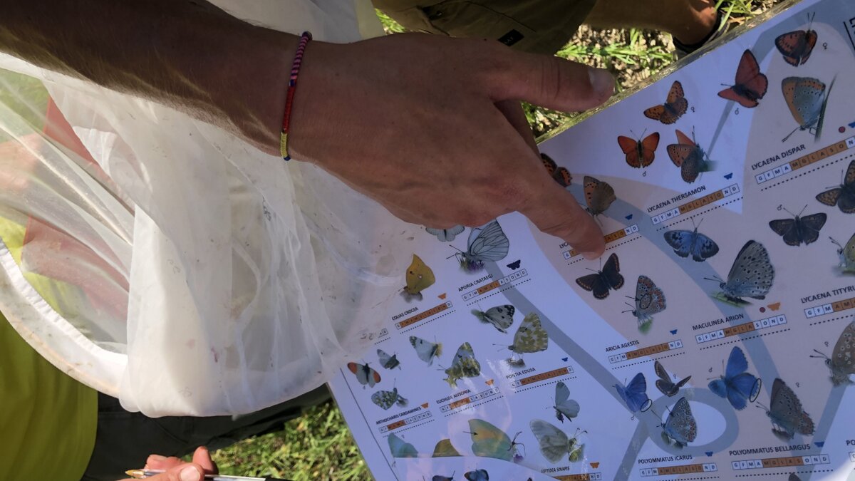 Bioblitz: Alla ricerca di Euphydryas maturna