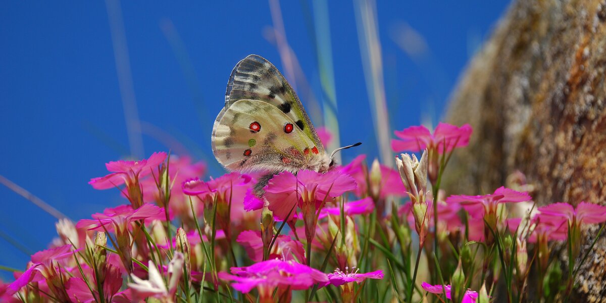 Obiettivo impollinatori: alla ricerca delle sentinelle della biodiversità