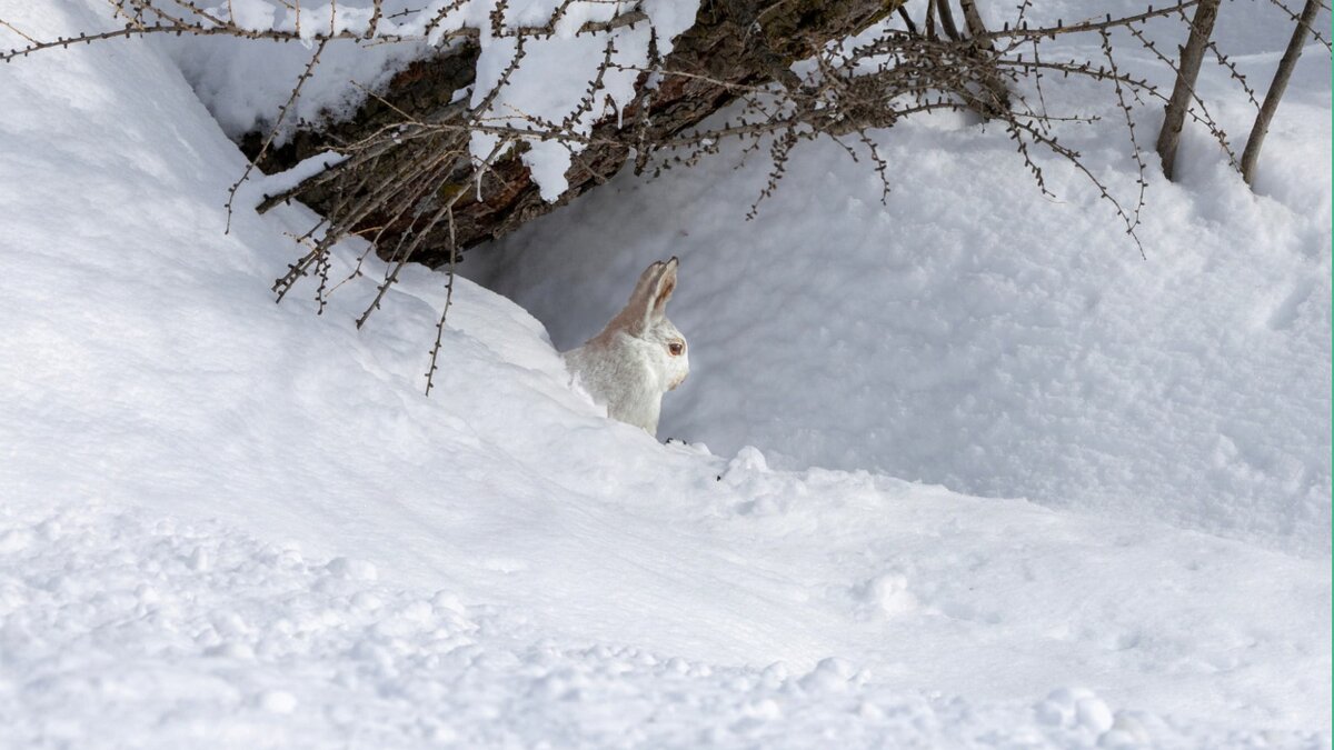 L'ecosistema delle specie variabili
