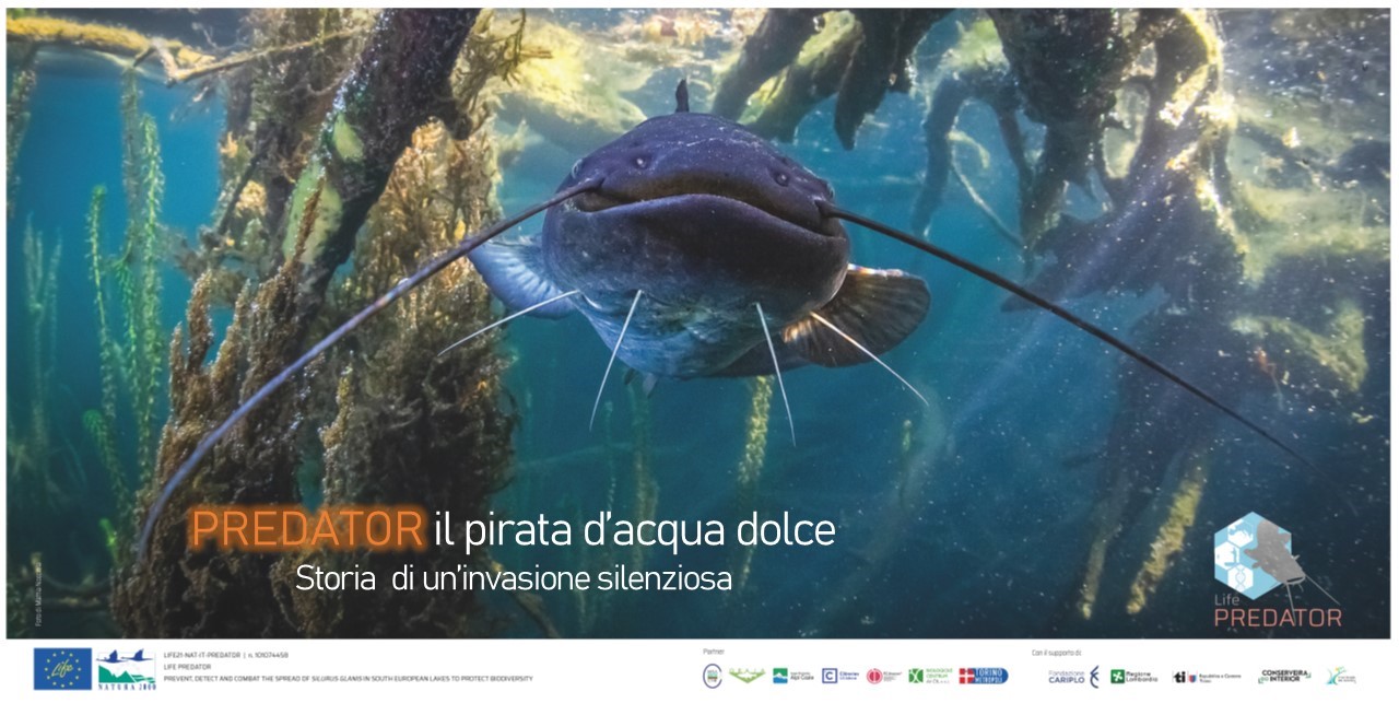 PREDATOR, il pirata d’acqua dolce: storia di un’invasione silenziosa