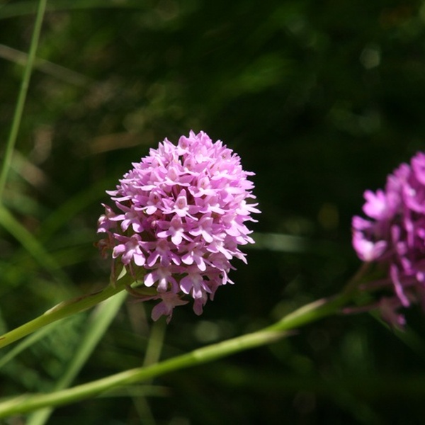 Biodiversità delle Alpi Cozie e come proteggerla