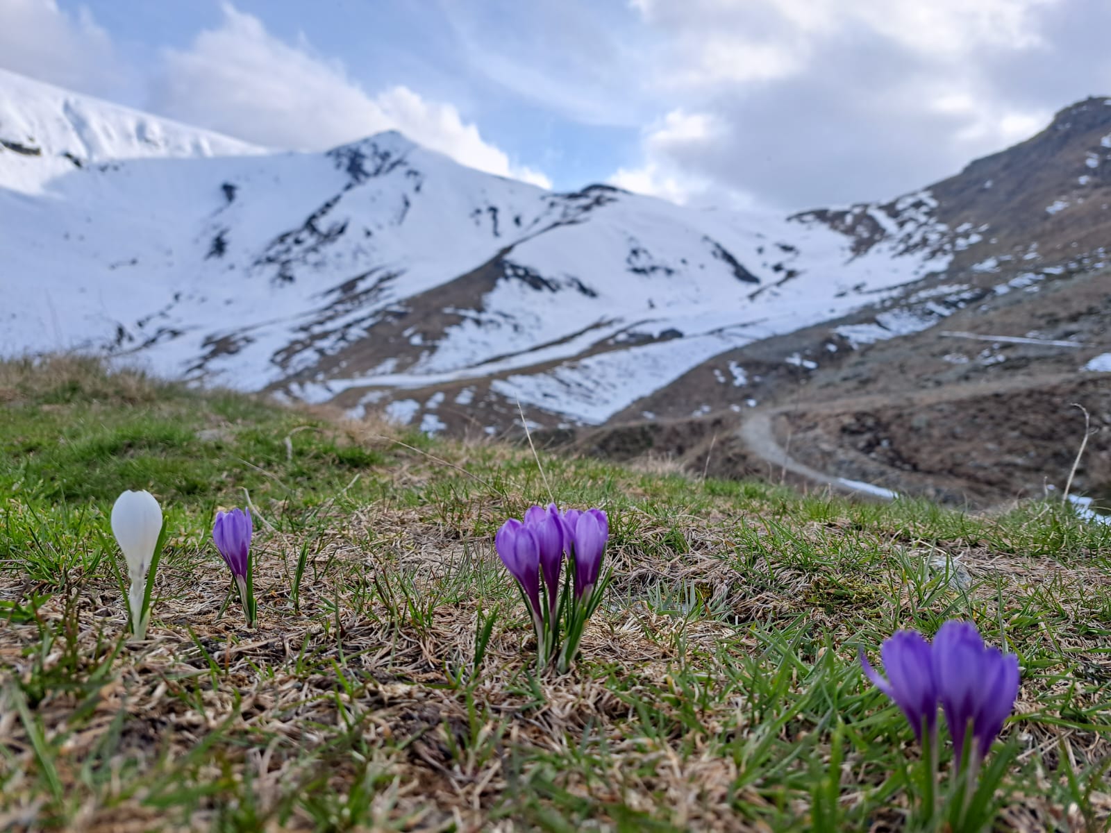 Le collezioni di erbari delle Alpi Cozie
