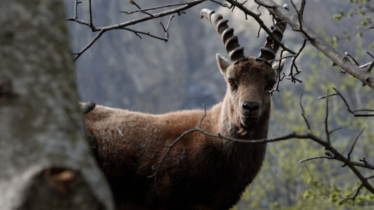 Tu che animale sei?