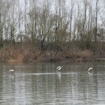 Gabbiani sul Po | Foto AM Bruno