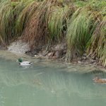 Il maschio del germano reale lo si riconosce dal piumaggio verde del capo | Foto AM Bruno