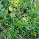 Nigritella (foto A.M. Bruno)